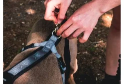 Djoring Canicross^Harnais Djore Pro