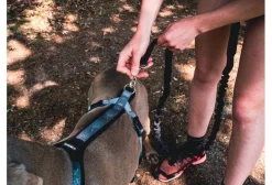 Djoring Canicross^Harnais Djore Pro